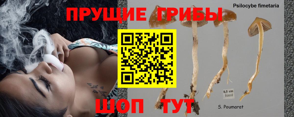 Галлюциногенные грибы Psilocybine cubensis Елец